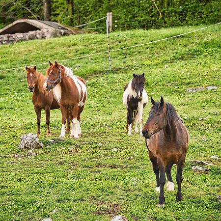 Farm Stay Ana Visnja Gora Exterior foto