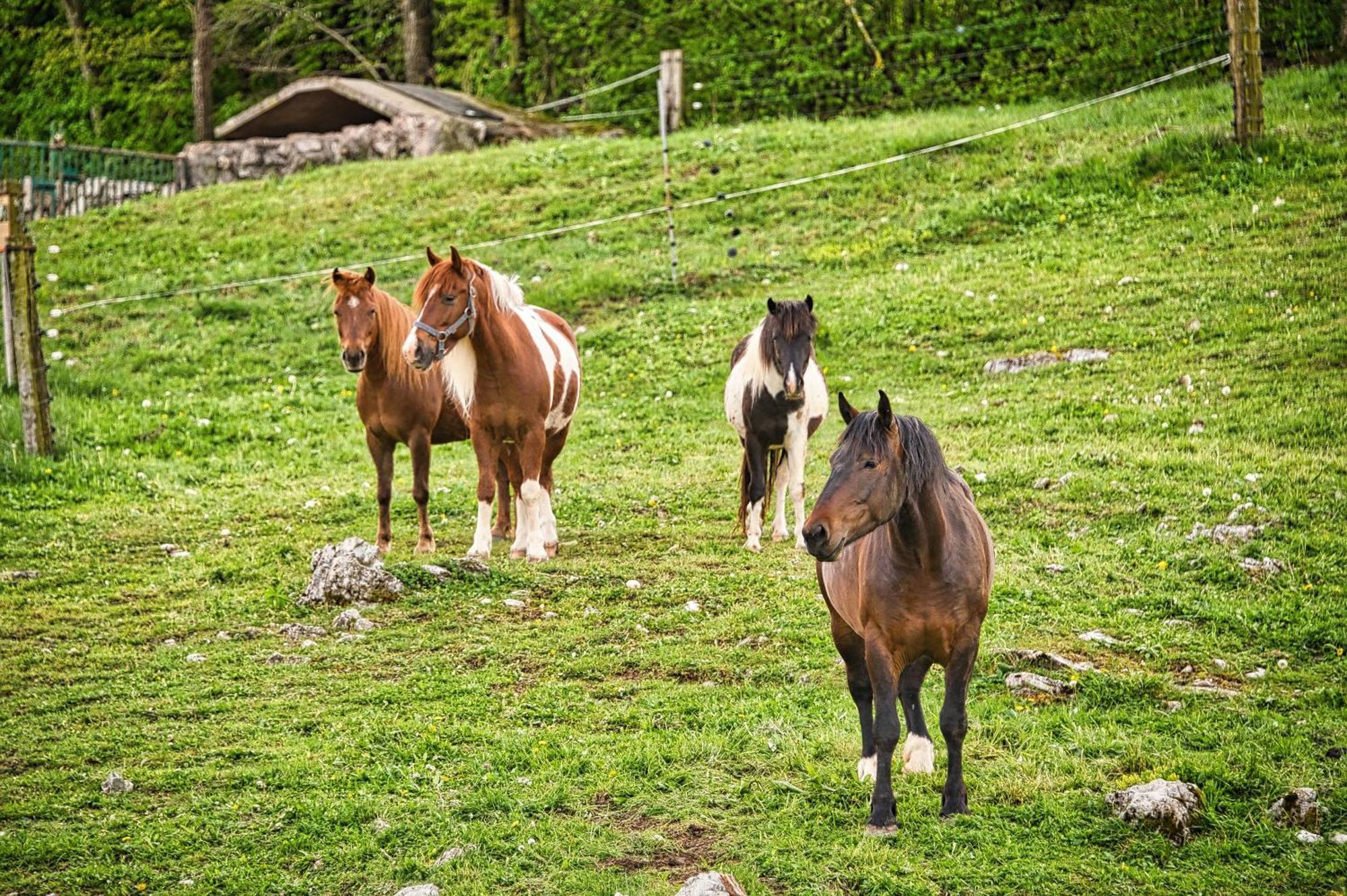 Farm Stay Ana Visnja Gora Exterior foto