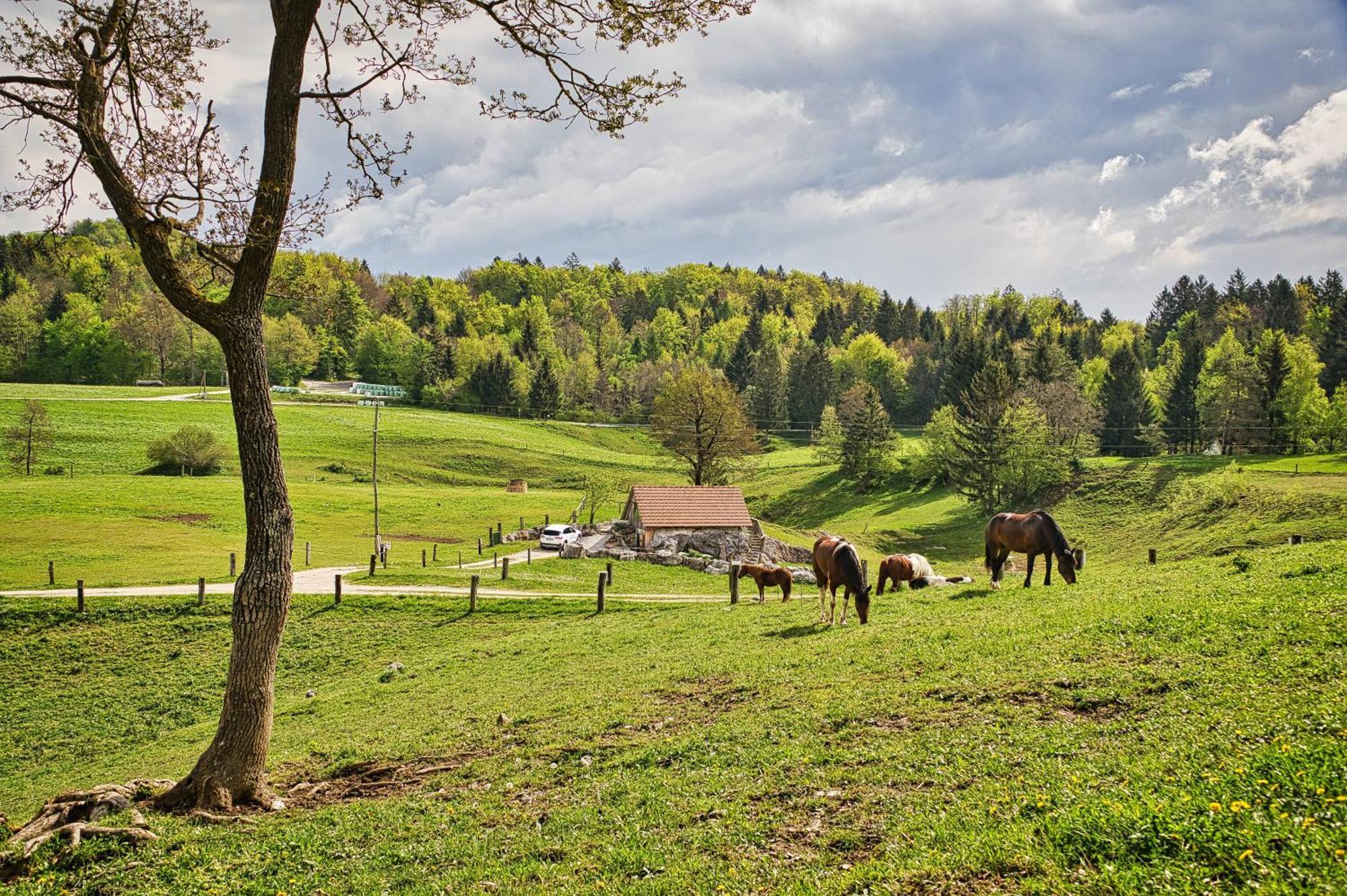 Farm Stay Ana Visnja Gora Exterior foto