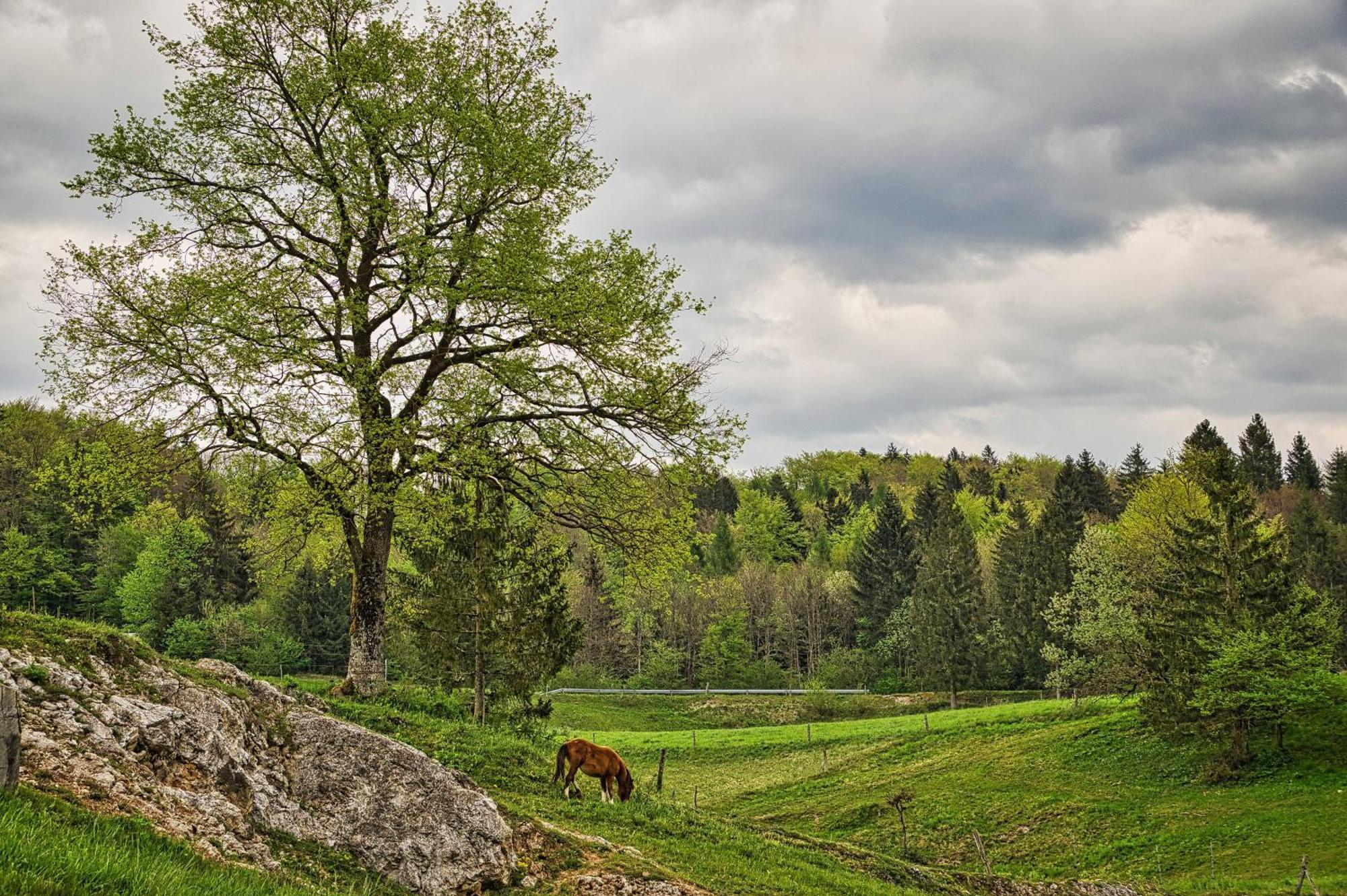 Farm Stay Ana Visnja Gora Exterior foto